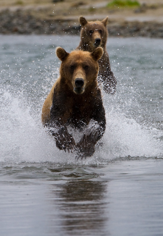 Grizzly Bear Chasing Salmon